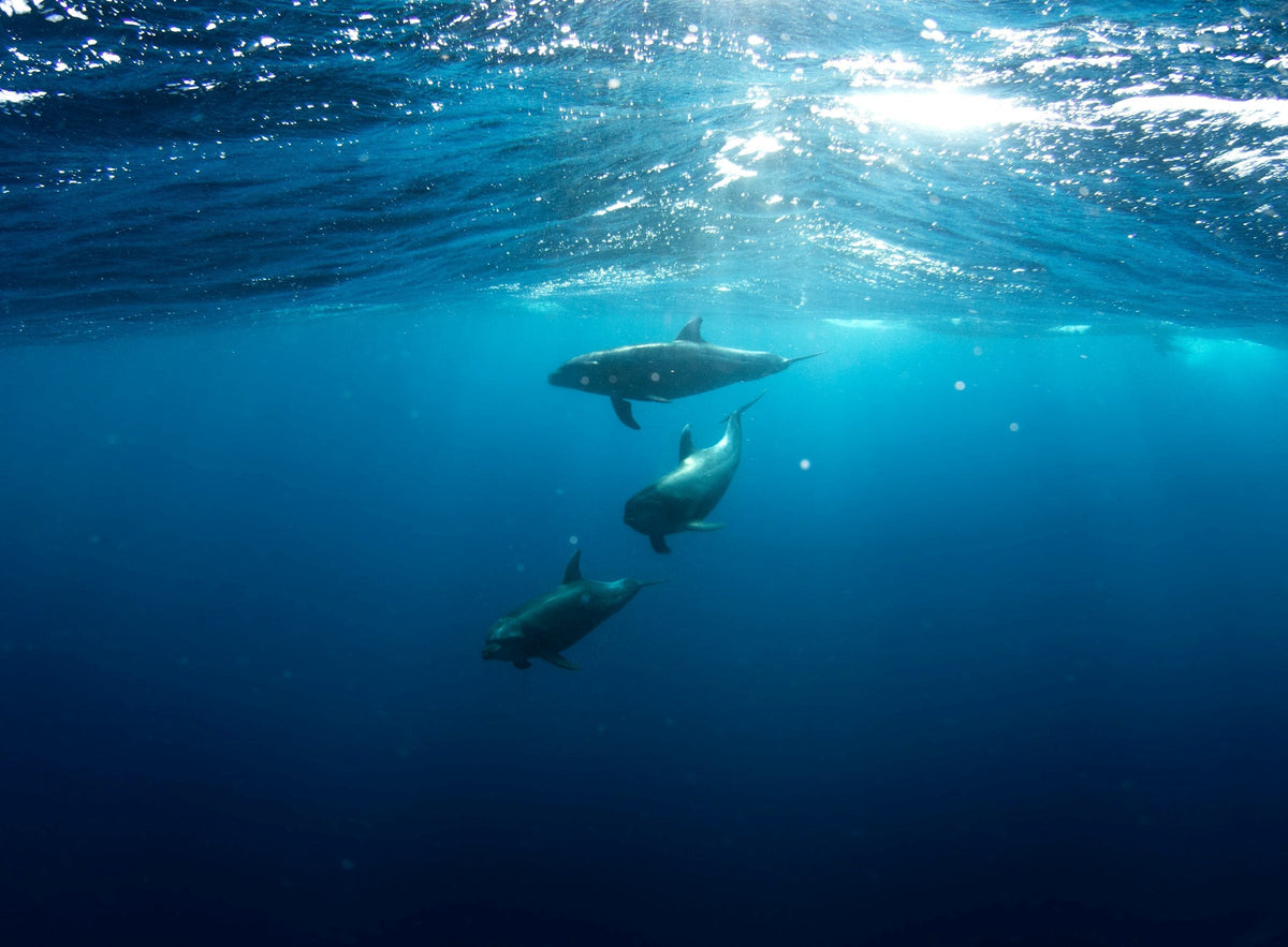 Three dolphins swimming down through deep blue open water beneath a sunlit rippled surface, Isla Socorro, Mexico