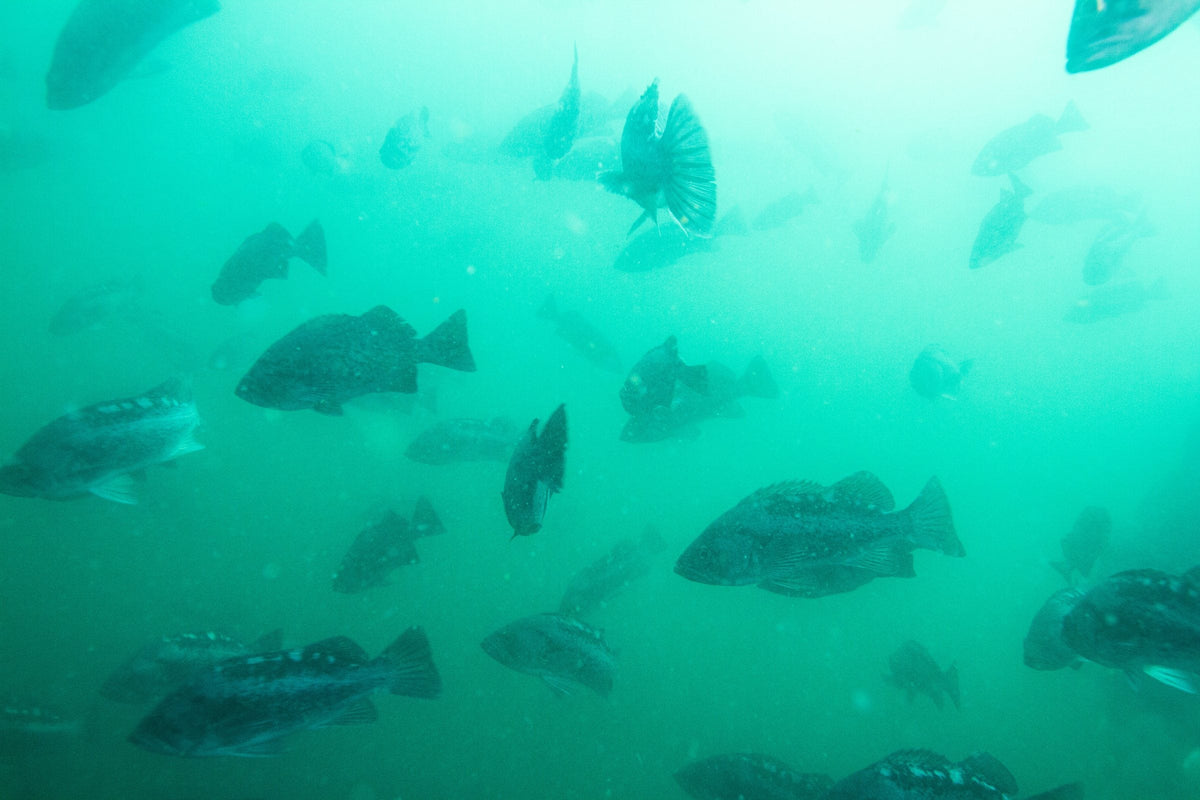Wild school of rockfish hanging in green temperate water, Redfish Rocks Marine Reserve, Oregon