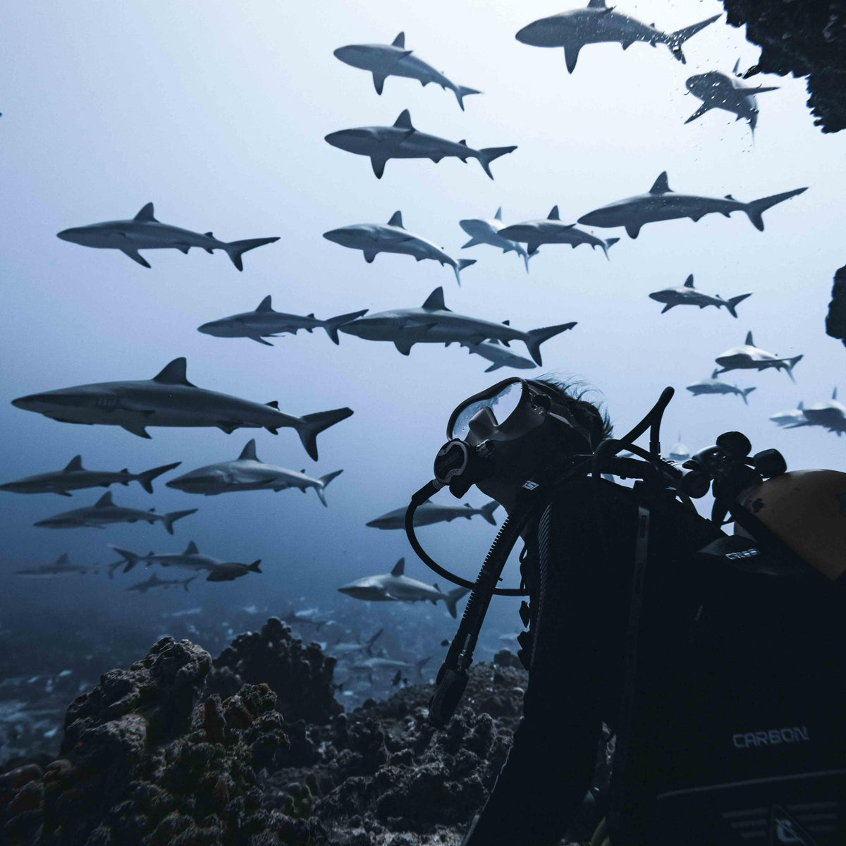 Diver watching grey reef sharks pass over the reef at a respectful distance