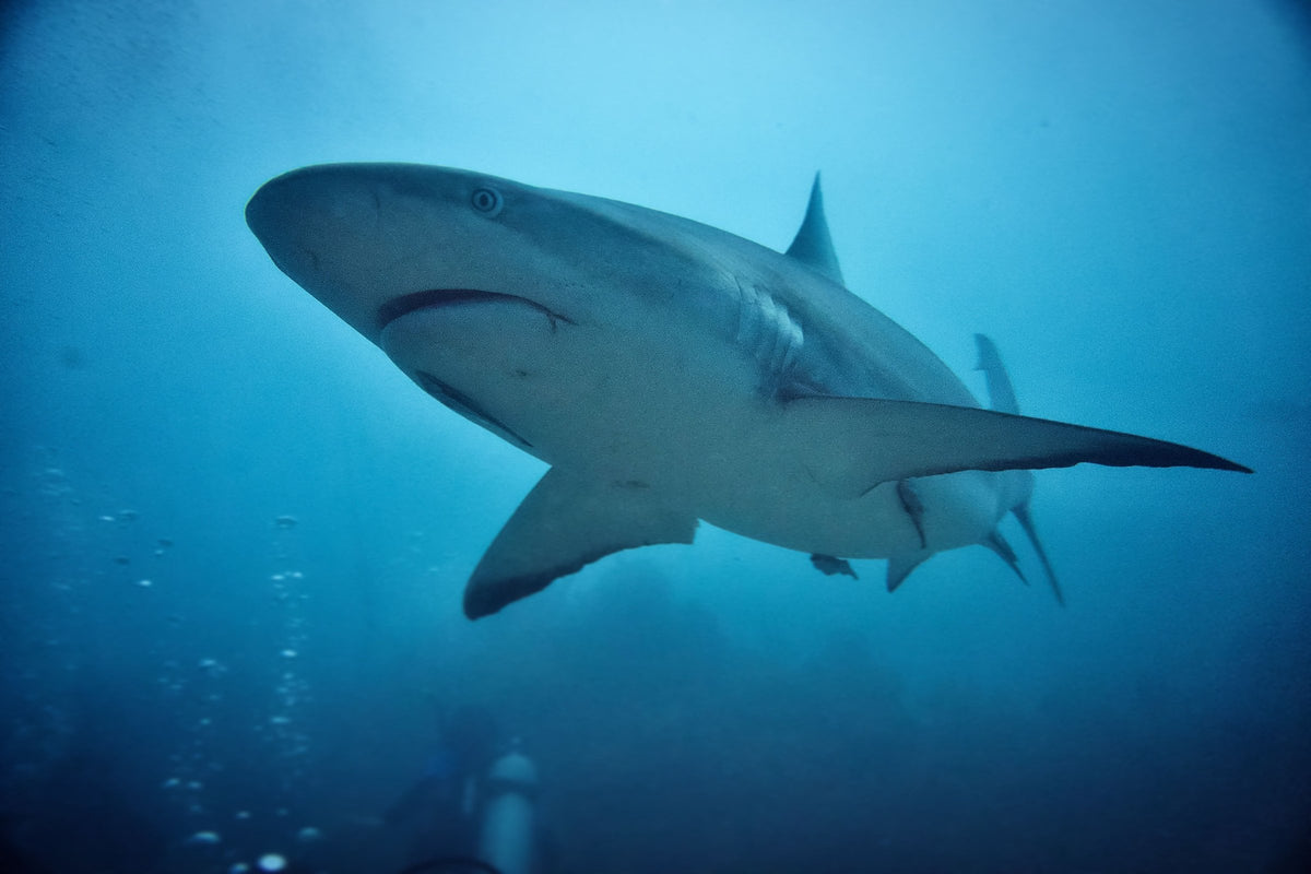 A grey reef shark swimming in open blue water with a diver as a small silhouette below it