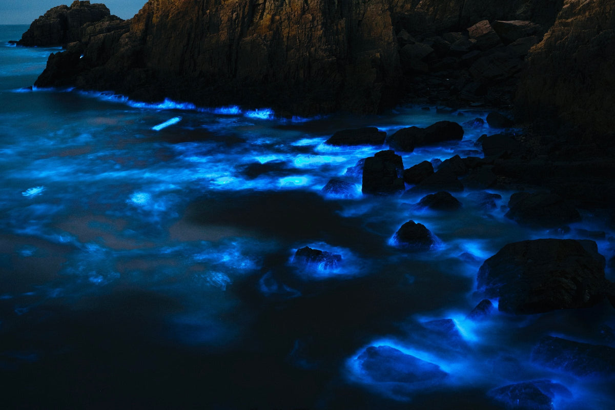 Bioluminescent plankton glowing electric blue in surf washing over dark rocks at night, cliff top-left