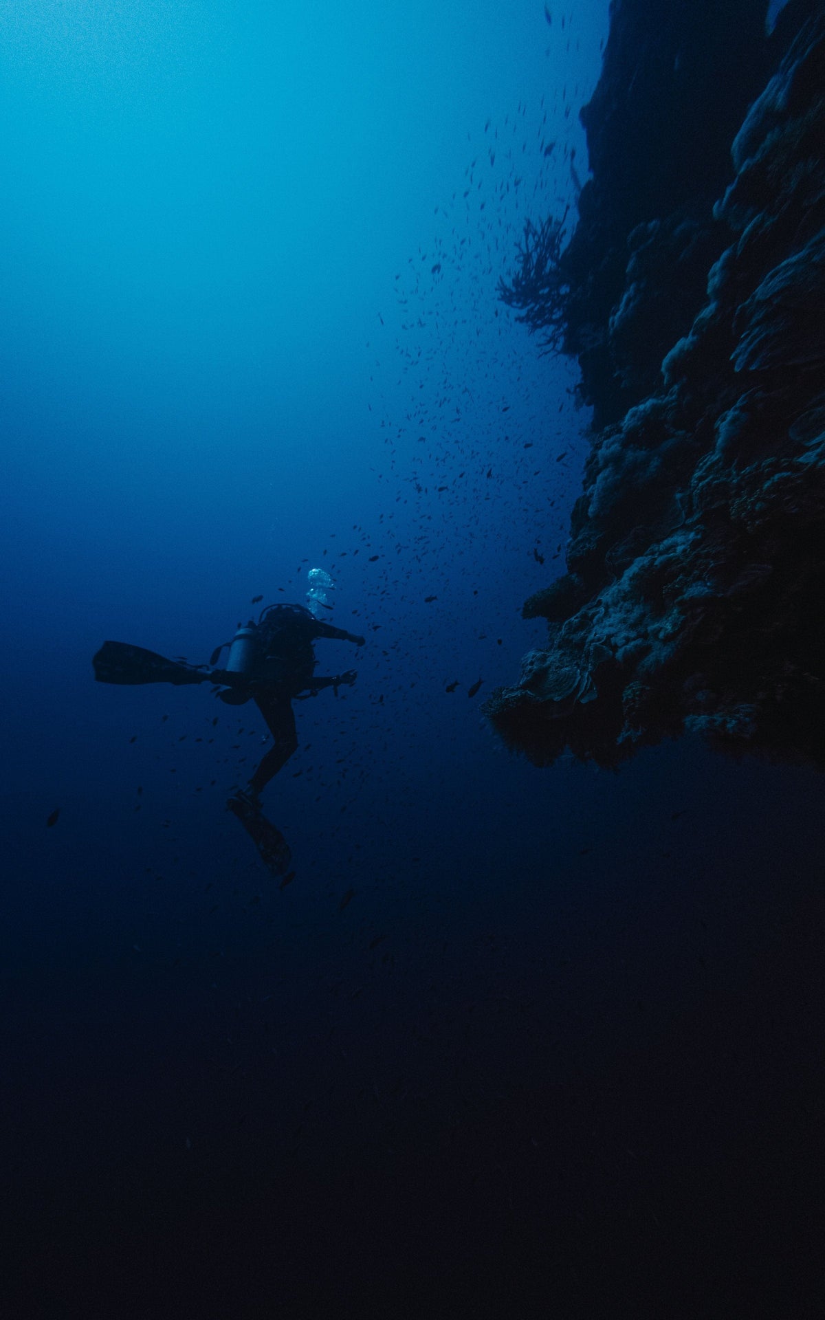 Scuba diver beside a reef wall, bright blue near the surface grading to near-black below, South Sinai, Egypt