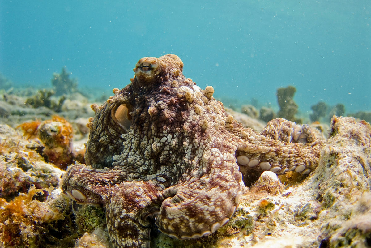 Wild octopus in full active camouflage, mottled brown-cream skin with raised papillae matching the reef rubble, Bonaire