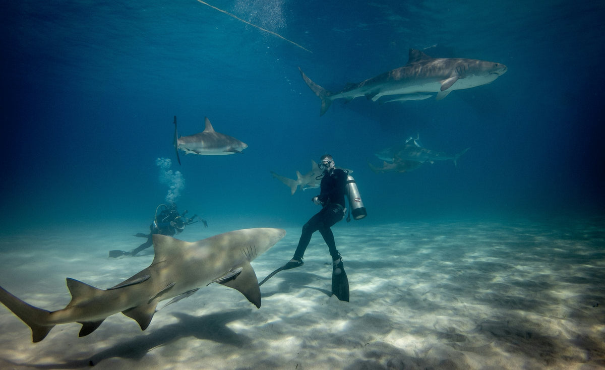 Relaxed scuba diver hovering over white sand while lemon and reef sharks cruise calmly around him, the Bahamas