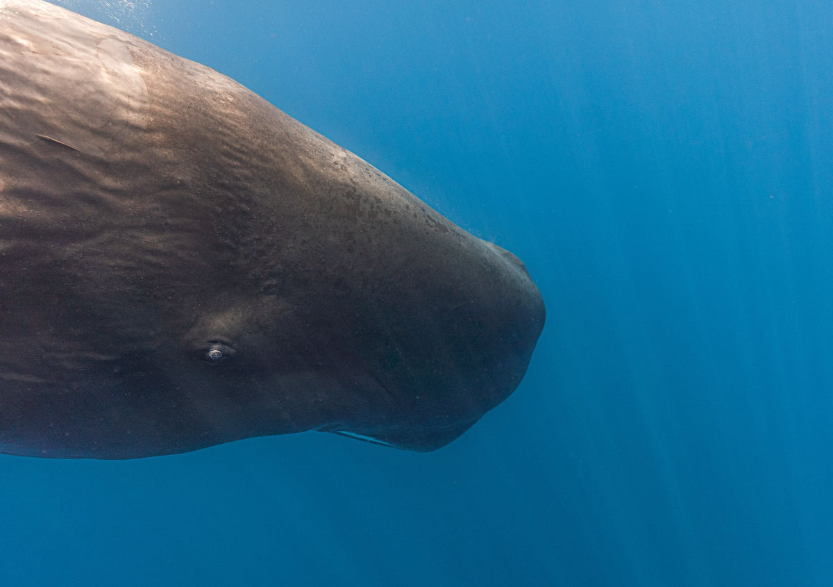 Underwater close-up of a sperm whale's head and eye in clear sunlit blue water, Sri Lanka