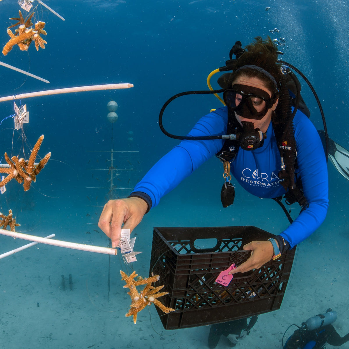 Diver clipping staghorn coral fragments onto a coral nursery line