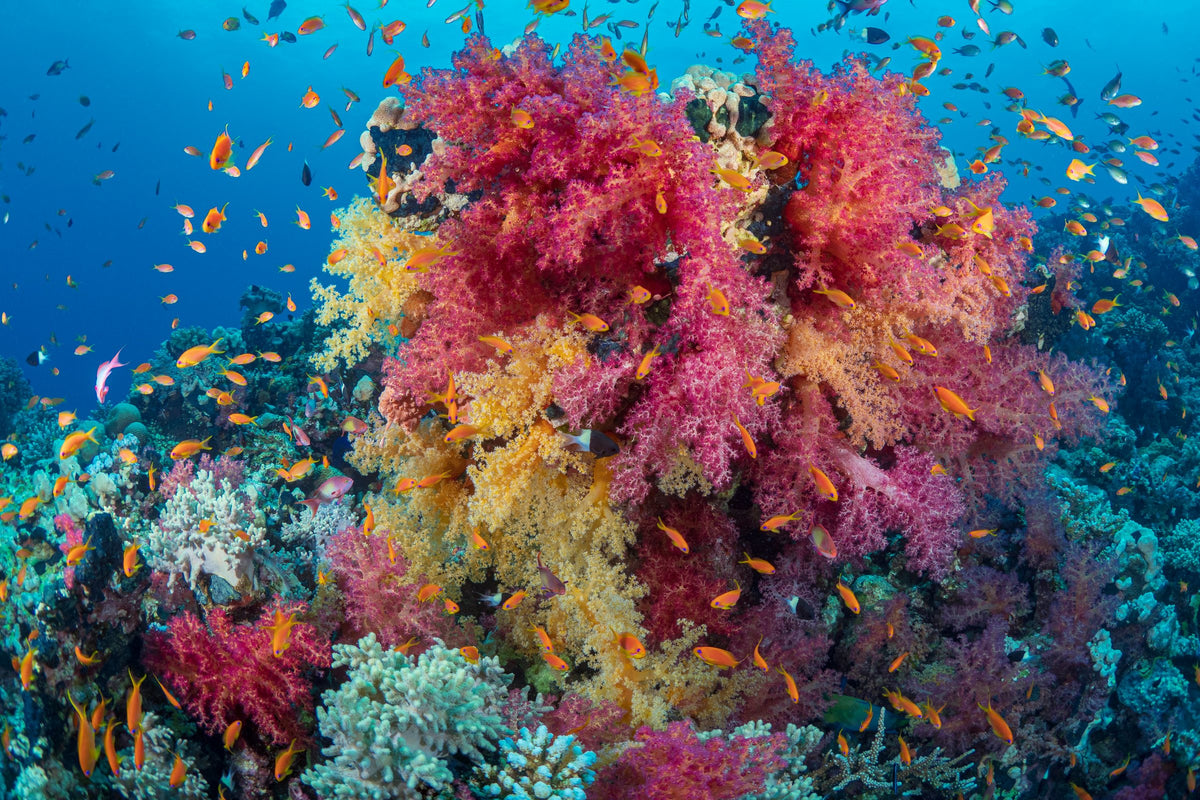 Red Sea reef with pink, red and yellow soft corals and orange anthias against blue water, Marsa Alam, Egypt
