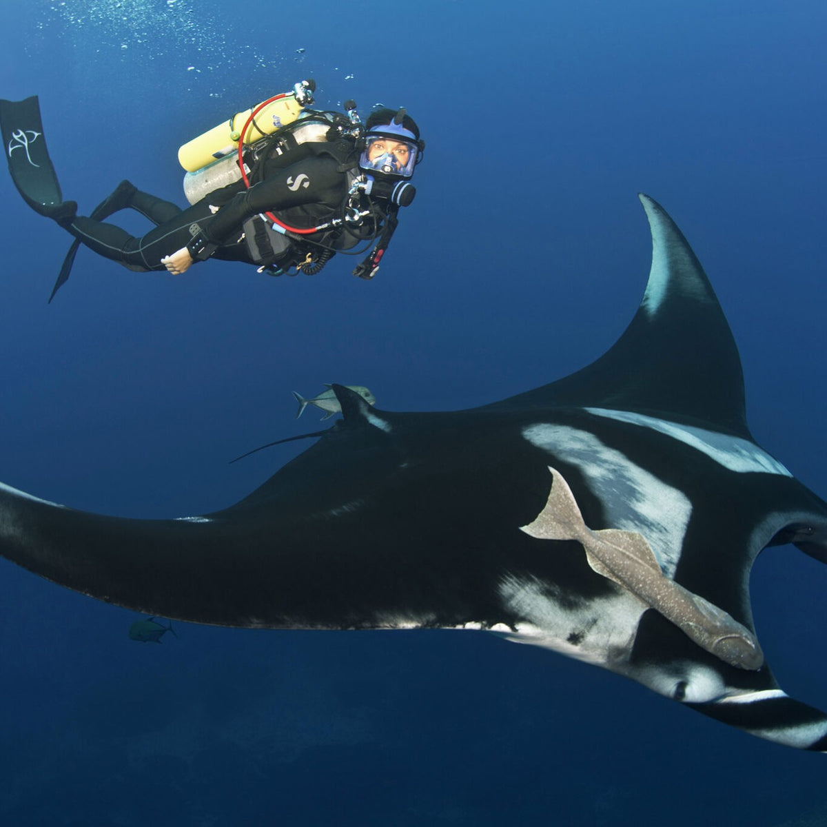 A diver in a full face mask swimming alongside a giant manta ray