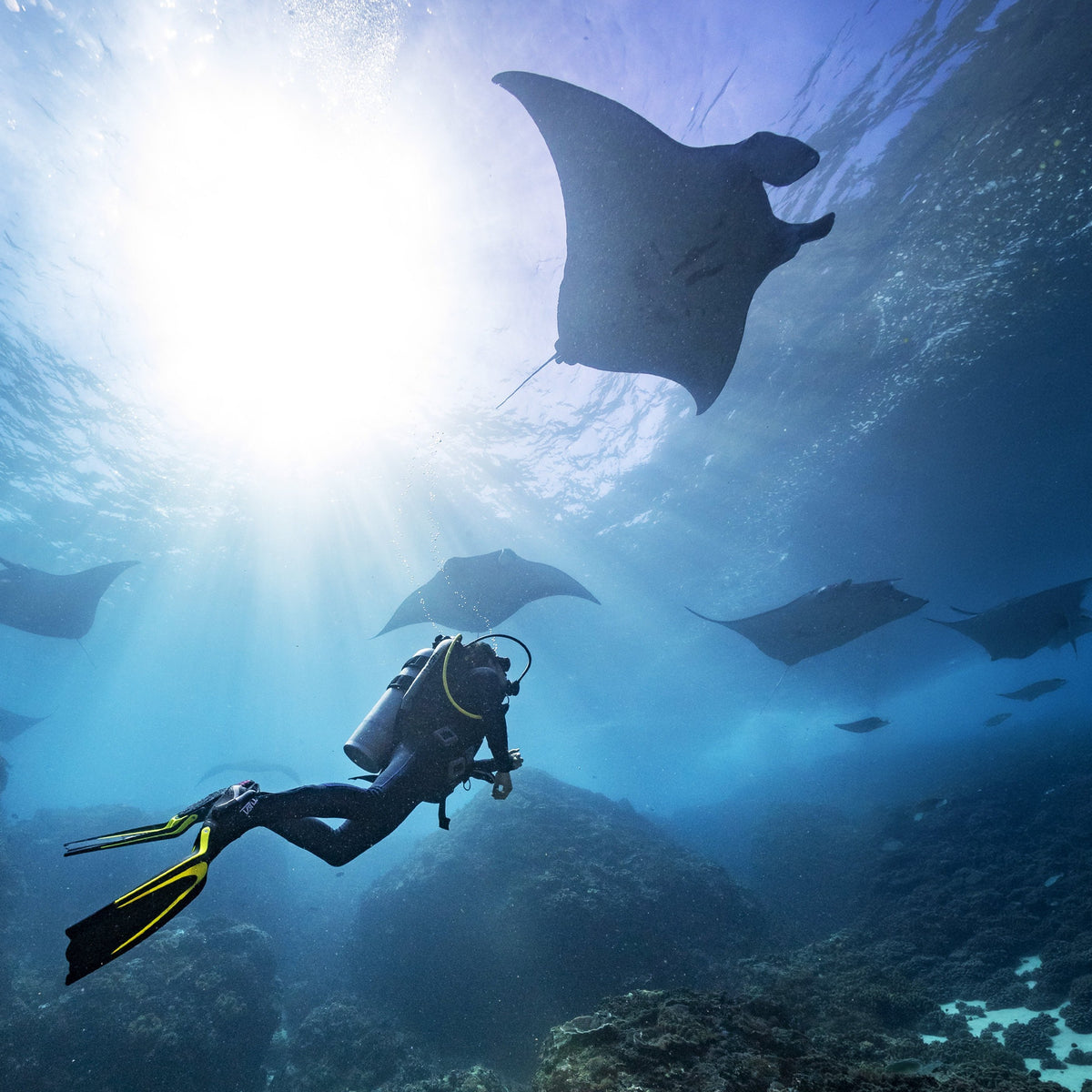 Diver below a school of manta rays in sun rays