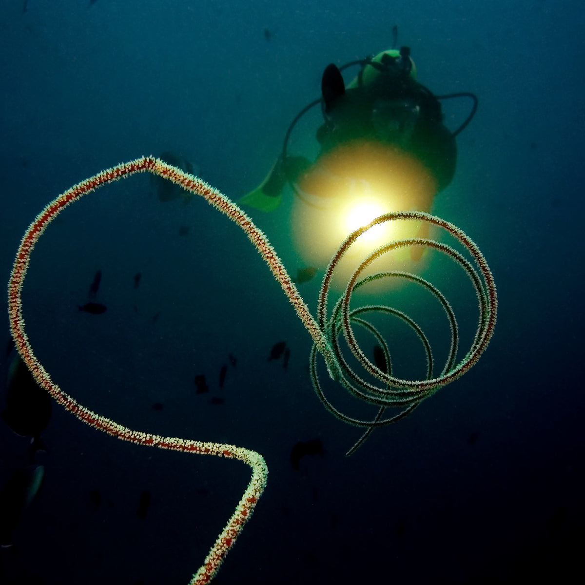 Diver's torch lighting a spiral whip coral in black water on a night dive