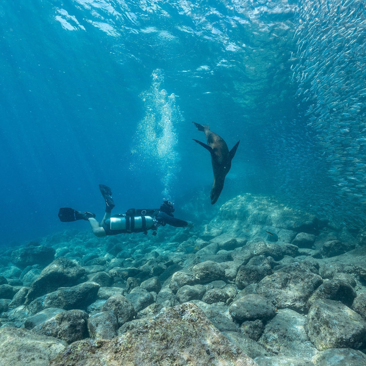 Sidemount diver with a cylinder under each arm gliding over boulders as a sea lion swims past