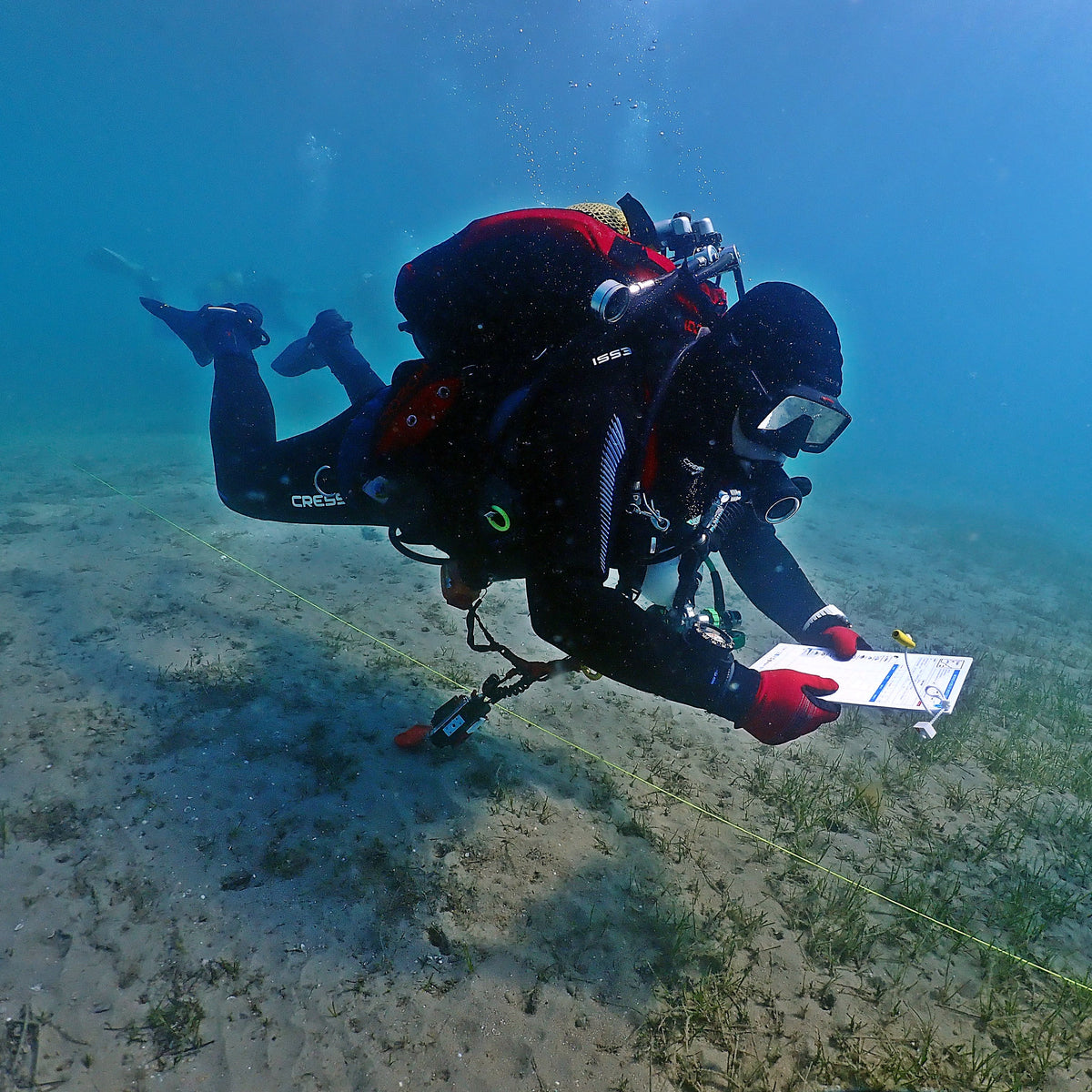 Diver following a transect line over seagrass and recording observations on a slate